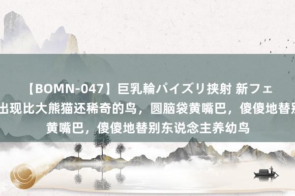 【BOMN-047】巨乳輪パイズリ挟射 新フェチモザイク 河北出现比大熊猫还稀奇的鸟，圆脑袋黄嘴巴，傻傻地替别东说念主养幼鸟